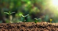 soybean growth in farm with green leaf background. agriculture plant seeding growing step concept Royalty Free Stock Photo