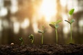 soybean growth in farm with green leaf background. agriculture plant seeding growing step concept Royalty Free Stock Photo