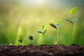 soybean growth in farm with green leaf background. agriculture plant seeding growing step concept Royalty Free Stock Photo