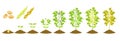 Soybean growth is gradual. Phases of development of leguminous plants. Cycle of growing beans in agriculture