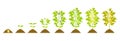Soybean growth stages. Vector botanical illustration of germination and ripening phases of legumes.