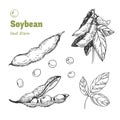 Soybean hand drawn illustration setn Royalty Free Stock Photo