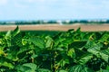 Soybean harvest. Landscape with green soybean fields. Agrarian industry