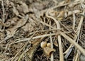 Soybean harvest left behind in a field