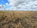 Soybean harvest left behind under blue cloudy sky Royalty Free Stock Photo