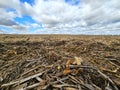 Soybean harvest left behind under blue cloudy sky