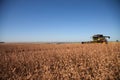 Soybean harvest in sunny day.