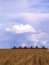 Soybean harvesting