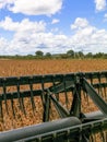 Soybean harvesting