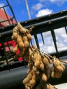 Soybean harvesting