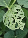 Soybean leaf chewed on by insects.