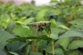 Soybean leaf damage symptom effect to plant growth