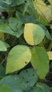 Soybean leaf, harvest time is cooming