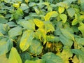Soybean leaf mosaic disease symptom