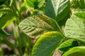 Soybean leaf septoria close-up. Soybean leaf to the light