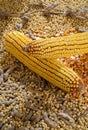 Soybean and mealie Royalty Free Stock Photo