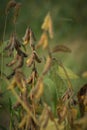 Soybeans in the field ready for harvest Royalty Free Stock Photo