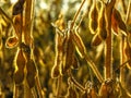 Soybean plant on field in Brazil with selective focus