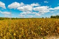 Soybean plant field ready for harvest Royalty Free Stock Photo