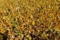 Soybean plant field ready for harvest Royalty Free Stock Photo