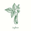 Soybean plant (Glycine max), close up. Ink black and white doodle drawing