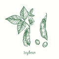 Soybean plant (Glycine max), closed and opened pod, grains. Ink black and white doodle drawing