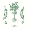 Soybean plant (Glycine max), closed and opened pod, grains. Ink black and white doodle drawing