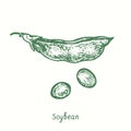 Soybean plant (Glycine max), closed pod and grains. Ink black and white doodle drawing