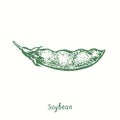 Soybean plant (Glycine max), closed pod. Ink black and white doodle drawing