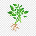 Soybean plant grow up icon, cartoon style