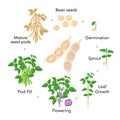 Soybean plant growth stages infographic elements in flat design. Planting process from seeds, sprout to ripe vegetable Royalty Free Stock Photo