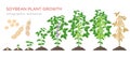 Soybean plant growth stages infographic elements. Growing process of soya beans from seeds, sprout to mature soybeans Royalty Free Stock Photo