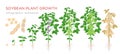 Soybean plant growth stages infographic elements. Growing process of soya beans from seeds, sprout to mature soybeans Royalty Free Stock Photo