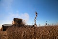 Soybean plant at harvest. Royalty Free Stock Photo