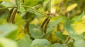 Soybean plant, harvest time in summer Royalty Free Stock Photo