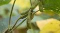 Soybean plant, harvest time in summer Royalty Free Stock Photo