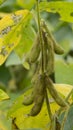 Soybean plant, harvest time in summer Royalty Free Stock Photo