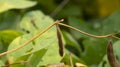 Soybean plant, harvest time in summer Royalty Free Stock Photo