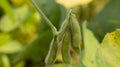 Soybean plant, harvest time in summer Royalty Free Stock Photo