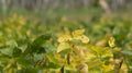 Soybean plant, harvest time in summer Royalty Free Stock Photo