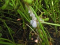 Soybean plant infected with white mold (Sclerotinia sclerotiorum).