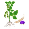 Soybean plant with a pod and flower on a white background.