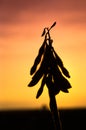 Soybean plant in silhouette at sunset