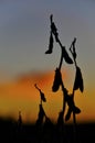 Soybean plant at sunset