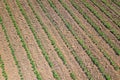 Soybean plantation. Aerial view of cultivated agricultural soybean field. Top view Spring time. Royalty Free Stock Photo