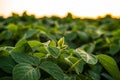 Soybean plantation on agriculture farm. Soybean leaf, soy bean, soya bean, crop, plant. Growing soybeans plants planted Royalty Free Stock Photo