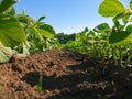 Soybean plantation