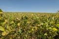 Soybean plantation on a sunny day in Brazil Royalty Free Stock Photo