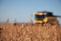 Soybean planting during harvest. Royalty Free Stock Photo