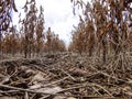 Soybean planting